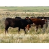 Image 6 : Hawkins Family Farm - 910# August Delivery Grass Heifers - 265 Head (Coderre, SK)