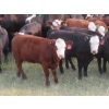 Image 7 : Storle Farms Ltd. - 570# October Delivery Heifer Calves - 45 Head (Lake Alma, SK)