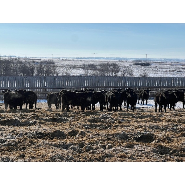 Riverview Farming Co. - 1025# March Delivery Steers - 60 Head (Saskatoon, SK)