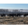 Image 1 : Riverview Farming Co. - 1025# March Delivery Steers - 60 Head (Saskatoon, SK)