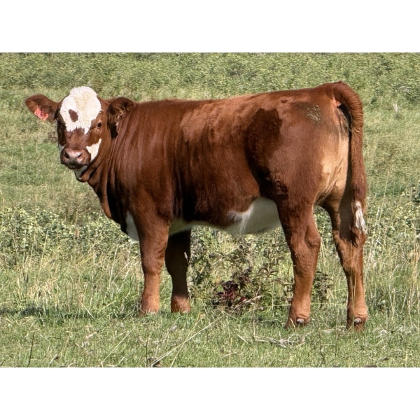 Les & Sharlene Bjorge - 540# October Delivery Heifer Calves - 35 Head (Eckville, AB)