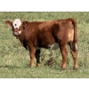 Image 1 : Les & Sharlene Bjorge - 540# October Delivery Heifer Calves - 35 Head (Eckville, AB)