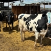 Image 4 : Idaho Dairies/Ranches - 29 Cows & 4 Bulls (Burley, ID)