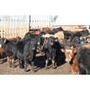 Image 5 : Martee Farm & Ranch - 725# February Delivery Steers - 62 Head (Midale, SK) VBP+