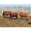 Image 4 : Mebs Ranch - 850# May Delivery Heifers - 36 Head (Broadview, SK) VBP+