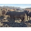 Image 9 : Cunningham Cattle Co. - 1750# Fed Cows - 36 Head (Sundre, AB)