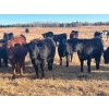 Image 1 : 2J Stock Farms - 1000# November Delivery Grass Heifers - 40 Head (Darwell, AB)