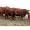 Image 14 : Sybouts Lake Farms Ltd. - 550# March Delivery Steers - 80 Head (Gladmar, SK)