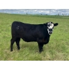 Image 7 : Holmes Cattle Co. - 1050# June/July Delivery Grass Steers - 60 Head (Cayley, AB)