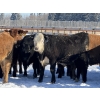 Image 5 : Hopper Farms/Jace Poffenroth - 825# March Delivery Steers - 33 Head (Rimbey, AB)