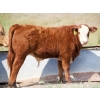Image 8 : Alvin Sandum Family - 670# Steer Calves - 94 Head (Hussar, AB)