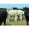 Image 5 : Cluny Colony - 635# October Delivery Heifer Calves - 70 Head (Cluny, AB)