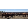 Image 6 : Cattlewood Farms Ltd. - 940# June/July Delivery Heifers - 100 Head (Fincastle, AB)