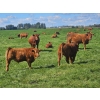 Image 3 : Horizon Ridge Farms - 700# Nov/Dec Delivery Steer Calves - 65 Head (Rimbey, AB)