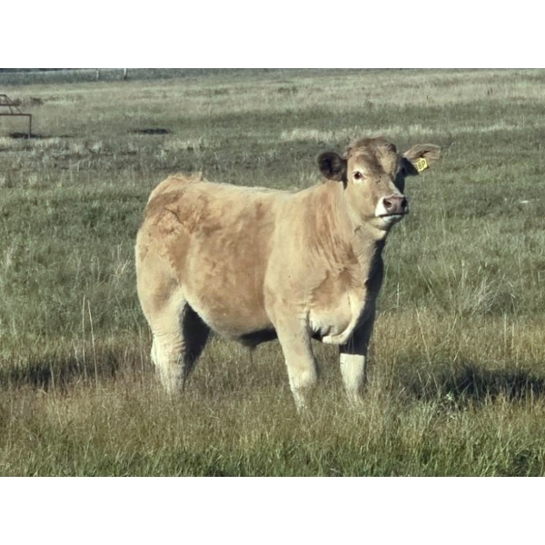 Louis & Jan Hermus - 700# October Delivery Steer Calves - 35 Head (Big Valley, AB)