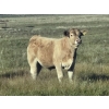 Image 1 : Louis & Jan Hermus - 700# October Delivery Steer Calves - 35 Head (Big Valley, AB)