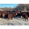 Image 2 : Turtleview Livestock - 740# January Delivery Steers - 79 Head (Goodlands, MB) VBP+