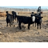 Image 2 : Luke & Jen Smith - 550# March Delivery Heifers - 110 Head (Rhein, SK)