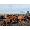 Image 2 : Carl Chomistek - 1010# April Delivery Steers - 109 Head (Rolling Hills, AB)