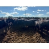 Image 7 : Chipping Hill Cattle Co. - 750# August Delivery Heifers - 77 Head (MacGregor, MB)