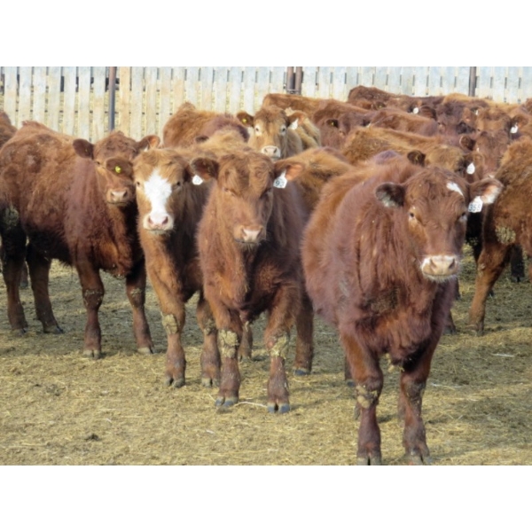 Fyke Ranch Ltd. - 775# March Delivery Steers - 150 Head (Leader, SK) VBP+