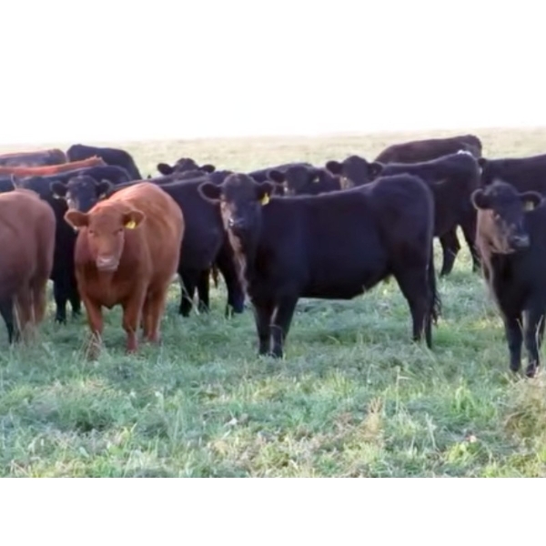 Resch Ranch - 840# November Delivery Grass Heifers - 75 Head (Leader, SK)