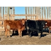 Image 13 : Schunicht Farms - 775# March Delivery Heifers - 155 Head (Strathmore, AB)