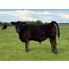 Image 11 : Bar 27 Stock Farm - 720# September Delivery Steer Calves - 85 Head (Spruce View, AB) VBP+