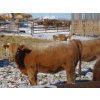 Image 10 : Williamson Farms - 767# February Delivery Heifers - 81 Head (Lomond, AB)