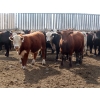 Image 5 : Little Rainbow Ranch - 820# June Delivery Steers - 144 Head (Moosomin, SK)