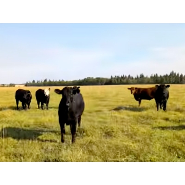 Lazy S Four Ranches - 1100# September Delivery Grass Steers - 177 Head (Stettler, AB)