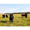 Image 1 : Lazy S Four Ranches - 1100# September Delivery Grass Steers - 177 Head (Stettler, AB)