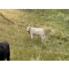 Image 10 : Douglass Cattle Co. - 570# November Delivery Steer Calves - 85 Head (Finnegan, AB)