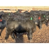 Image 2 : Rafter T Ranches - 750# February Delivery Steers - 112 Head (Scandia, AB) VBP+