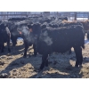 Image 3 : 7L Ranch - 780# March Delivery Steers - 77 Head (Lakeland, MB) VBP+