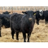 Image 6 : Habraken Farms Ltd. - 960# March Delivery Steers - 63 Head (Scandia, AB)