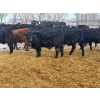 Image 9 : Jay Be Acres Ltd. - 800# February Delivery Steers - 75 Head (Deloraine, MB)