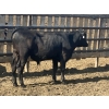 Image 12 : DL Feedlot - 680# June/July Delivery Steers - 200 Head (Fort Macleod, AB)