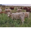 Image 7 : J&E Farms Ltd. - 620# November Delivery Heifer Calves - 80 Head (Tilley, AB)