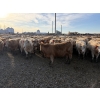 Image 4 : Williamson Farms - 939# February Delivery Steers - 195 Head (Bow City, AB)