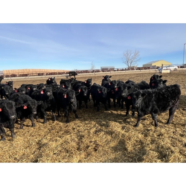 Babcock Livestock - 730# February Delivery Steers - 125 Head (Consort, AB)