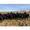 Image 1 : Babcock Livestock - 730# February Delivery Steers - 125 Head (Consort, AB)
