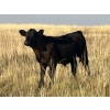 Image 7 : Dar-Lin Ranching - 460# November Delivery Steer Calves - 110 Head (Big Stone, AB)