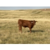 Image 9 : Evans Family (Gary, Carla & Keith) - 630# November Delivery Steer Calves - 95 Head (Bassano, AB)
