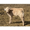 Image 6 : Bar 33 Ranch - 620# October Delivery Steer Calves - 100 Head (Strathmore, AB)