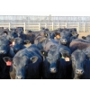 Image 1 : PSV Farms Ltd. - 840# June Delivery Heifers - 74 Head (Enchant, AB)