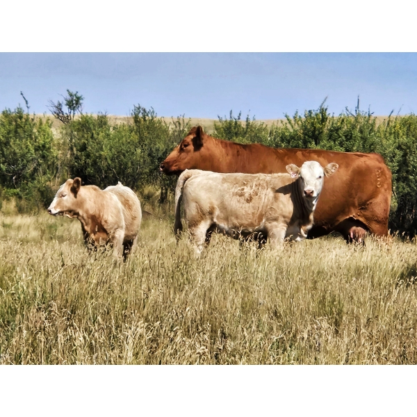 Logan Brothers (Rod, Barry & Bruce) - 615# October Delivery Heifer Calves - 80 Head (Oyen, AB)