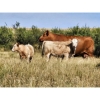 Image 1 : Logan Brothers (Rod, Barry & Bruce) - 615# October Delivery Heifer Calves - 80 Head (Oyen, AB)