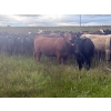 Image 9 : Wade Fewings - 870# September Delivery Grass Heifers - 68 Head (Pierson, MB) VBP+