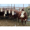 Image 2 : Spruce Ridge Farms - 11 3-5 Year-Old Cows (Pen 517)